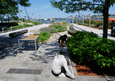 Two researchers measure the length of a tree box in a landscaped plaza area near the waterfront