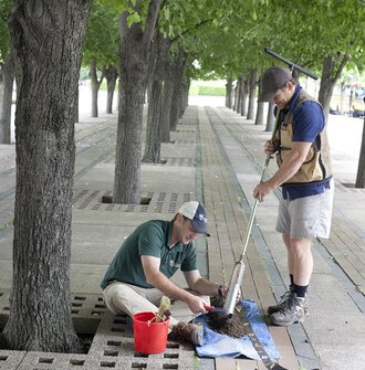 Two men collect soil samples from tree vaults to study tree growth.