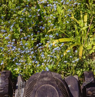 A mower in a patch of blue flowers in a natural area